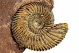 Jurassic Fossil Ammonite (Parkinsonia) Pair - Germany #357376-2